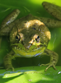 Green Frog